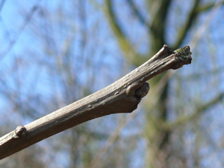 zweifarbige Eiche Terminalknospe