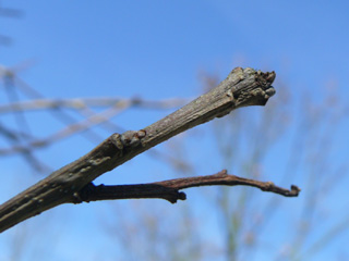 zweifarbige Eiche Endknospe