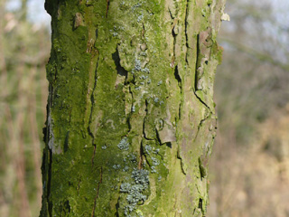 Der Stamm Rinde der zweifarbige Eiche