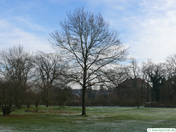 trauben-eiche baum winter