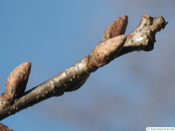 trauben-eiche endknospe winter