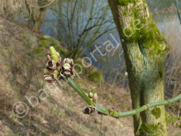 Blatt und Blüte im Austrieb