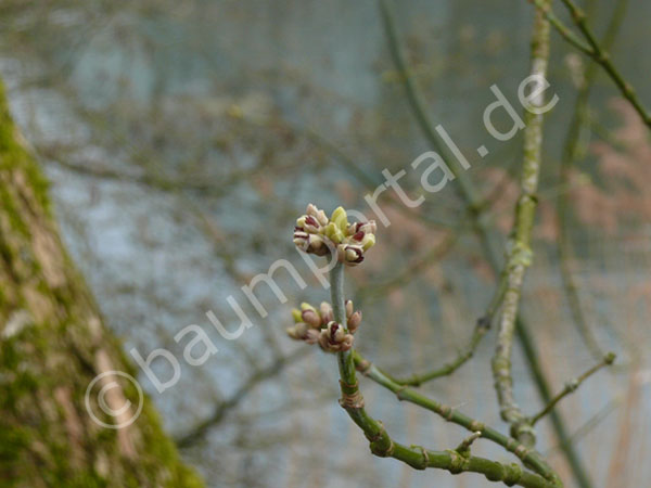 eschenahorn zweig mit blüten