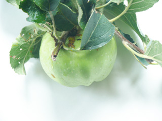 Apfel mit Blättern