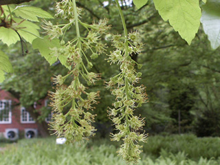 Bergahornblüte verblüht