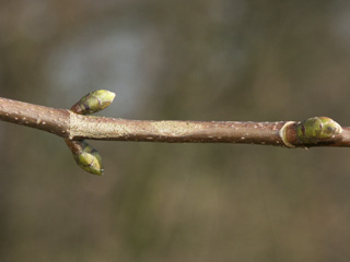 Zweig des Bergahorn gegenständige Knospen