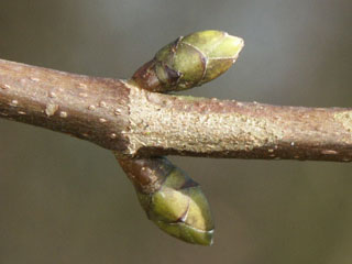 Seitenknospen