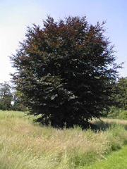 Bild des Baumes