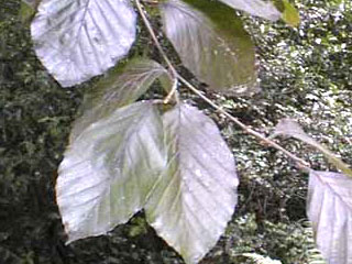 Blatt Oberseite