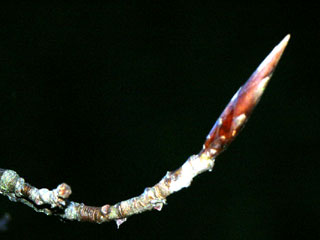 Darstellung der Knospe