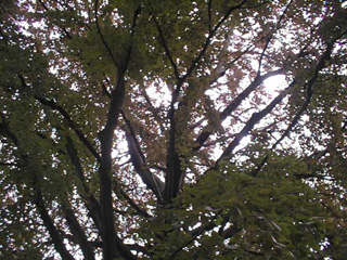 Blutbuche
