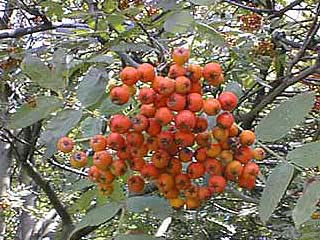 Frucht reif
