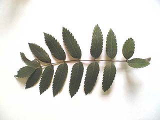 Eberesche Blatt