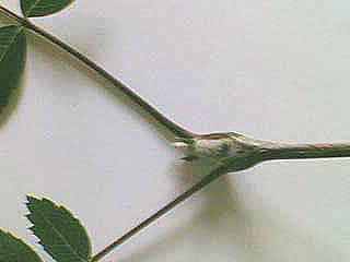 Endknospe Vogelbeere