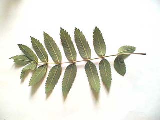 und Blatt Rückseite