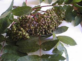 Frucht grün
