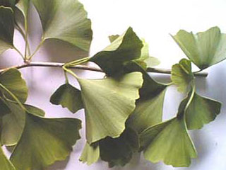 Ginkgo Blätter