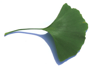 Gingko Blatt 