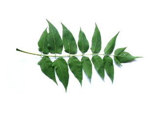 Blatt gefächert Götterbaum