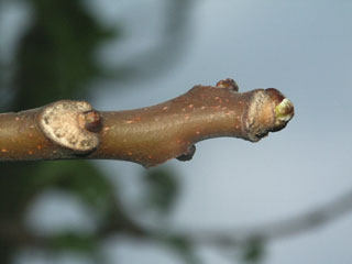 Endknospe Götterbaum