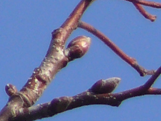 Knospen im Winter der sorbus intermedia